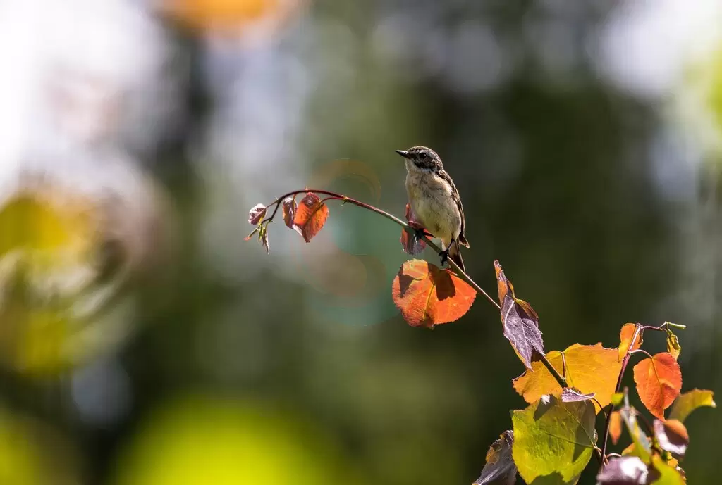 Fethiye's Wildlife and Nature: Birdwatching and Nature Reserves